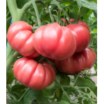 Seminte tomate roz HB101153 F1 250 sem