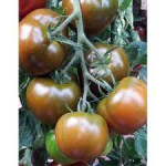 Seminte tomate 132-283 F1 100 sem