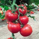 Seminte tomate 142-231 F1 500 sem