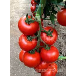 Seminte tomate 152-388 F1 1000 sem