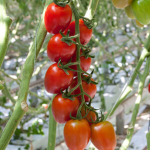 Seminte tomate Ardiles F1 100 sem