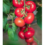 Seminte tomate Clarosa F1 1000 sem