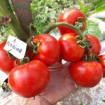 Seminte tomate Florina 44 10 gr