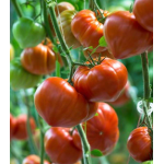 Seminte tomate Gourmandia F1 250 sem