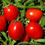 Seminte tomate Heinz 50 gr