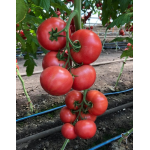 Seminte tomate Manusa F1 100 sem
