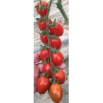 Seminte tomate Mojitos F1 1000 sem
