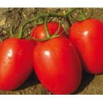 Seminte tomate Morgan F1 1000 sem