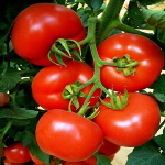 Seminte tomate Primadona F1 (100 seminte)