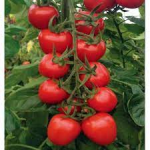 Seminte tomate Red Heart F1 250 sem