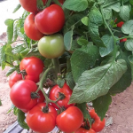 Seminte tomate Signora F1 100 sem
