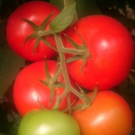 Seminte tomate TL 16080 F1 500 sem