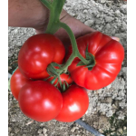Seminte tomate Yety F1 500 sem