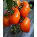 Seminte tomate Zaraza 100 sem