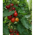 Seminte tomate cherry CRX 75798 1000 sem