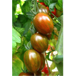 Seminte tomate cherry Crispino Plum F1 500 sem
