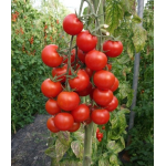 Seminte tomate cherry Genio F1 1000 sem
