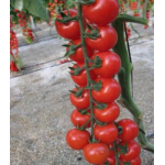 Seminte tomate cherry Intrigo F1 100 sem