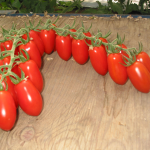 Seminte tomate cherry Lobello F1 500 sem