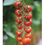 Seminte tomate cherry Marghol F1 100 sem