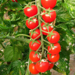Seminte tomate cherry Porpora F1 500 sem