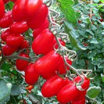 Seminte tomate cherry Zucherino F1 500 sem
