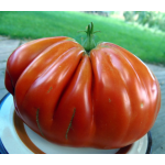 Seminte tomate inima de bou Pera D Abruzzo 100 sem