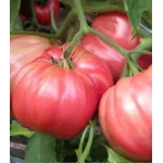 Seminte tomate inima de bou roz Rosalinda F1 500 sem