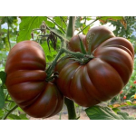 Seminte tomate negre Cappuccino F1 100 sem