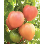 Seminte tomate roz Dolcecuore F1 250 sem