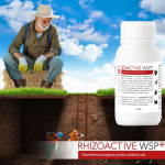 Rhizoactive WSP Dezinfectant organic pentru solarii si sol - 150 g (100mp)