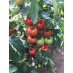 Seminte tomate Moldoveanu F1 50 sem