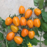 Seminte Tomate Tobcocktail F1, 100 sem