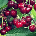 Pomi Fructiferi Visin Productiva de Erd