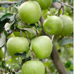 Pomi fructiferi Mar Granny Smith