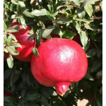 Pomi fructiferi Rodie Melogrande