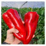 Seminte ardei kapia Karpathos F1 HEK20P500 (100 seminte)