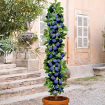 Pomi fructiferi Prun Columnar