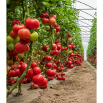 Seminte tomate Big Beef Plus F1 500 sem