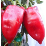 Seminte ardei kapia Laba de Urs 50 g