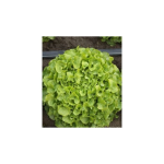 Salata KIDOW RZ 1000 SEM drajate