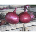 Seminte ceapa Red Spring F1 (10 000 seminte)