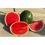 Seminte pepene verde Sinfonia F1 (500 seminte)