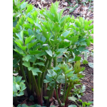 Seminte Leustean ACHE 50 Gr