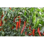 Seminte ardei iute Sahem F1 (500 seminte)