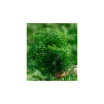 Seminte Marar Silvia 500 gr