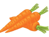 Seminte morcovi